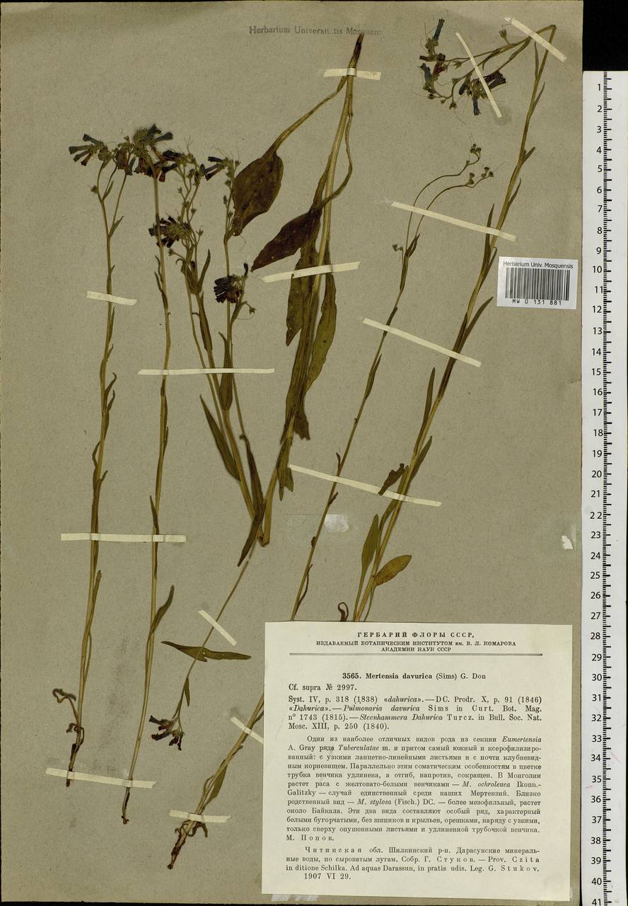 Mertensia davurica (Sims) G. Don, Siberia, Baikal & Transbaikal region (S4) (Russia)