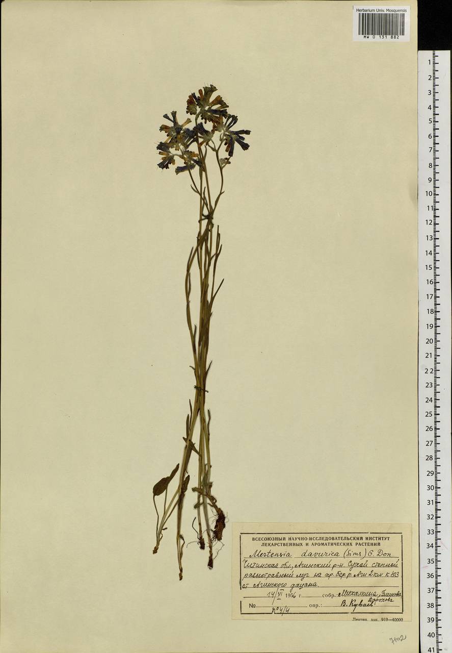 Mertensia davurica (Sims) G. Don, Siberia, Baikal & Transbaikal region (S4) (Russia)