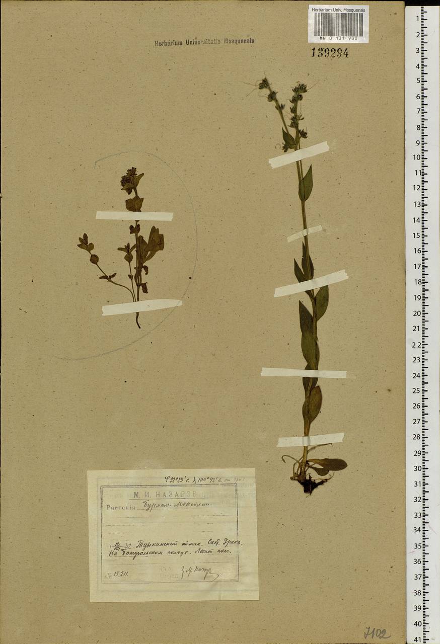 Mertensia, Siberia, Baikal & Transbaikal region (S4) (Russia)