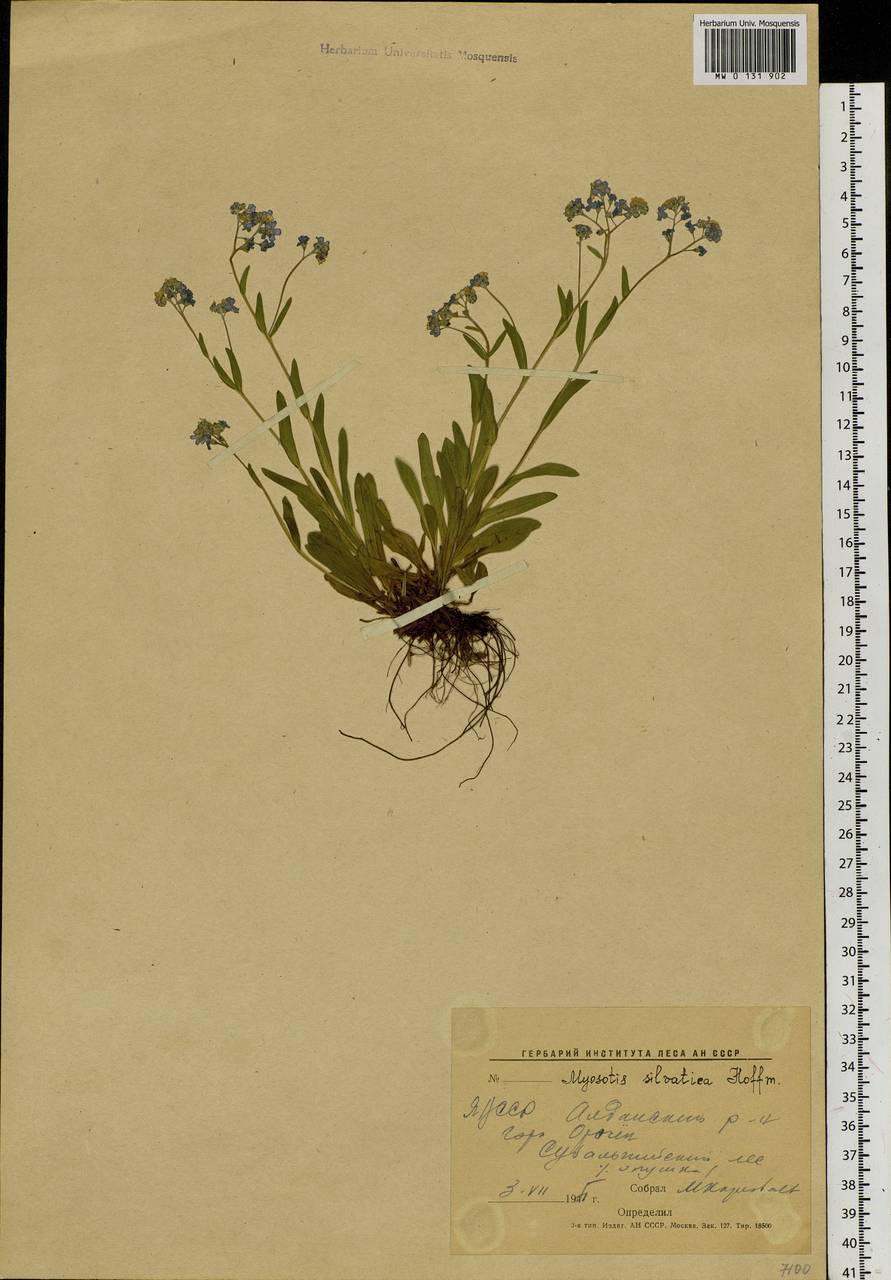 Myosotis sylvatica Ehrh. ex Hoffm., Siberia, Yakutia (S5) (Russia)