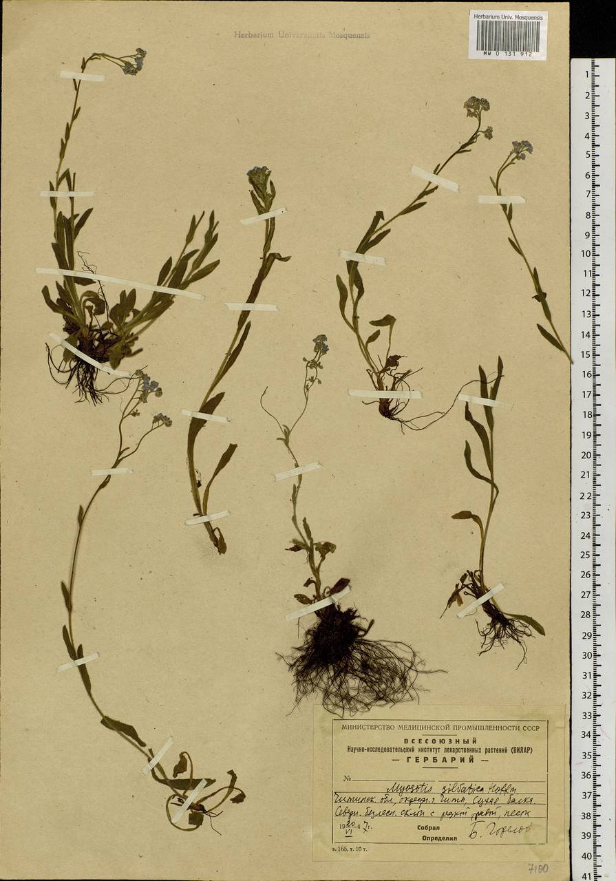 Myosotis sylvatica Ehrh. ex Hoffm., Siberia, Baikal & Transbaikal region (S4) (Russia)