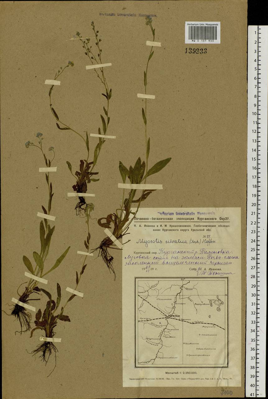 Myosotis sylvatica Ehrh. ex Hoffm., Siberia, Western Siberia (S1) (Russia)