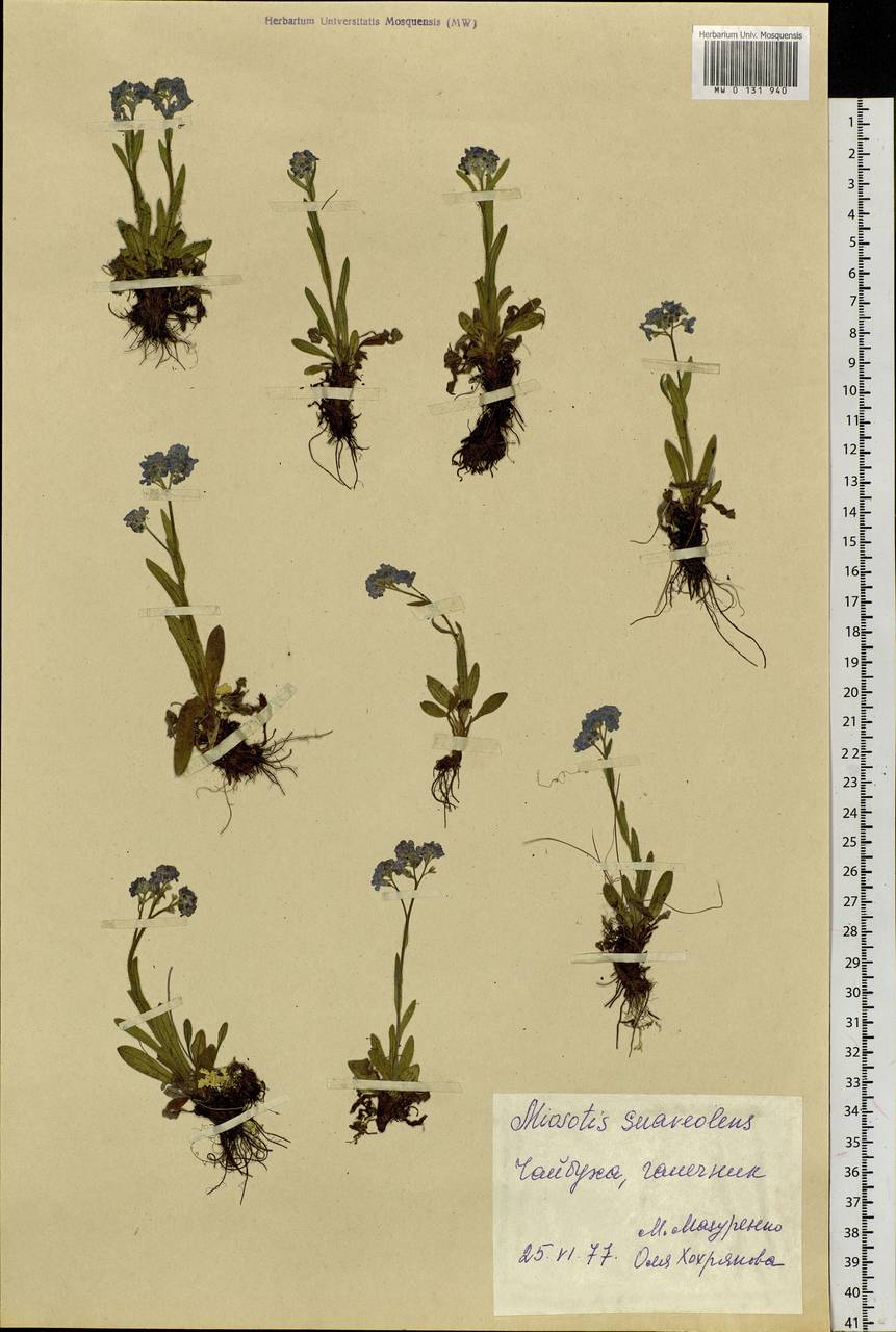 Myosotis alpestris F.W.Schmidt, Siberia, Chukotka & Kamchatka (S7) (Russia)