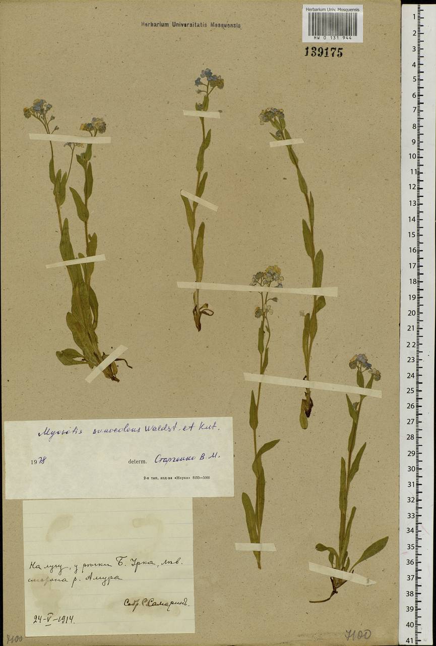 Myosotis alpestris F.W.Schmidt, Siberia, Russian Far East (S6) (Russia)