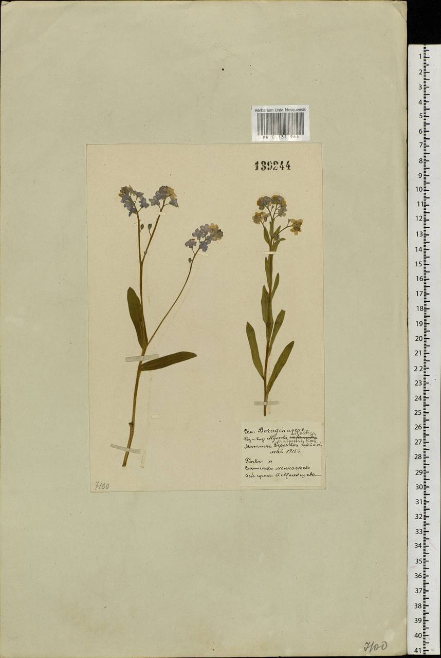 Myosotis alpestris, Siberia, Baikal & Transbaikal region (S4) (Russia)