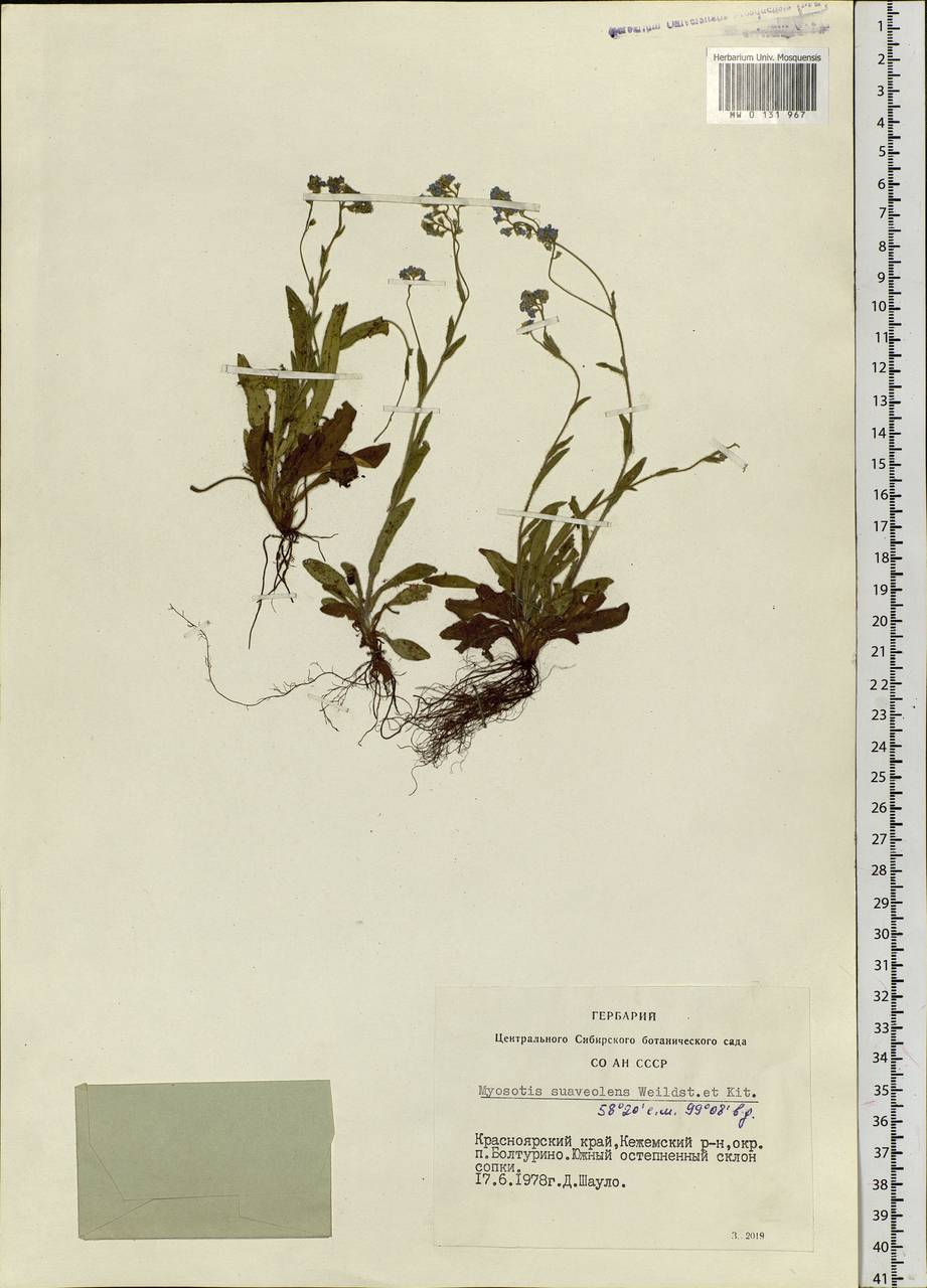 Myosotis alpestris, Siberia, Central Siberia (S3) (Russia)