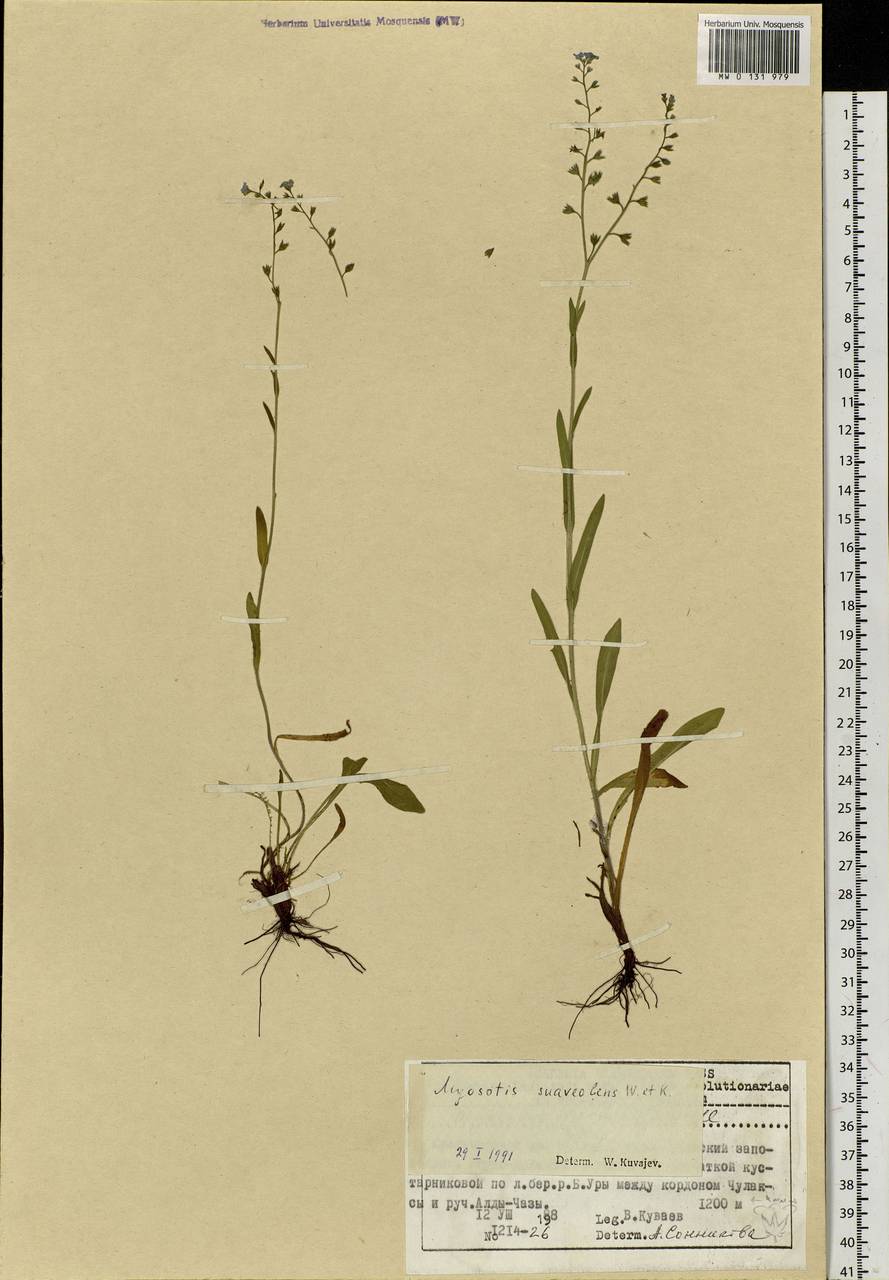 Myosotis alpestris F.W.Schmidt, Siberia, Altai & Sayany Mountains (S2) (Russia)