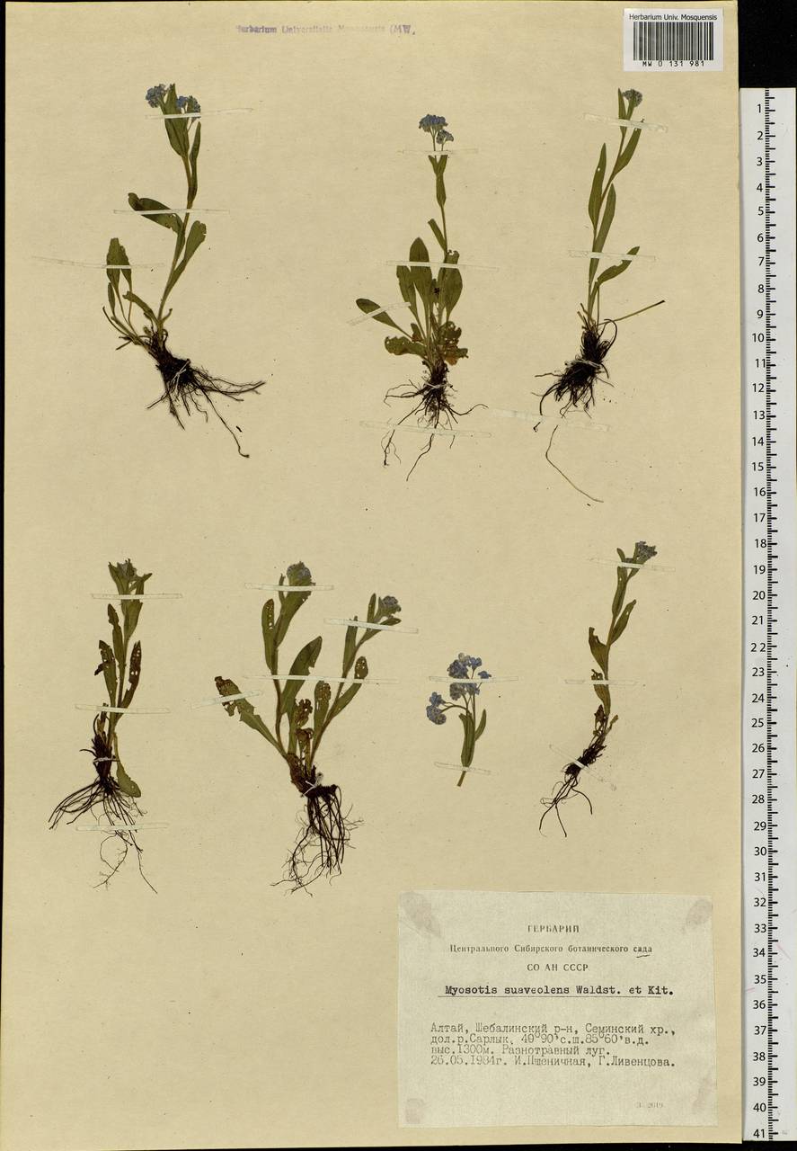 Myosotis alpestris, Siberia, Altai & Sayany Mountains (S2) (Russia)