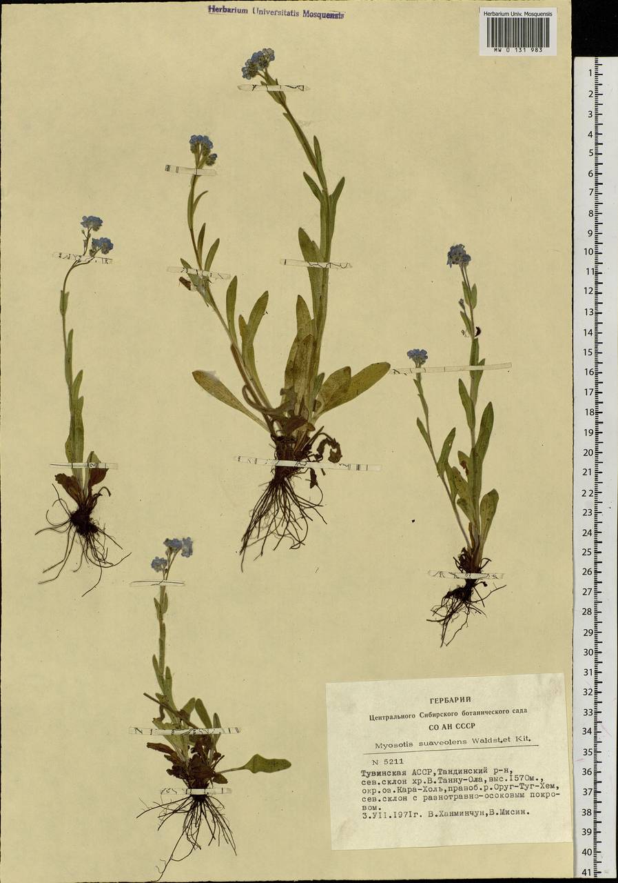 Myosotis alpestris F.W.Schmidt, Siberia, Altai & Sayany Mountains (S2) (Russia)