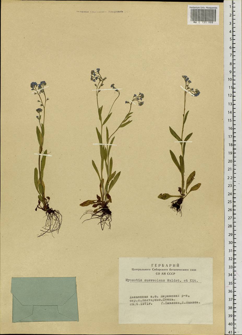 Myosotis alpestris F.W.Schmidt, Siberia, Altai & Sayany Mountains (S2) (Russia)