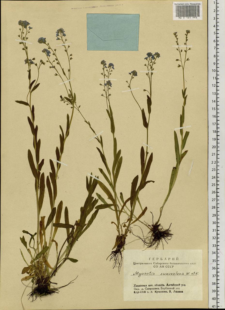 Myosotis alpestris F.W.Schmidt, Siberia, Altai & Sayany Mountains (S2) (Russia)