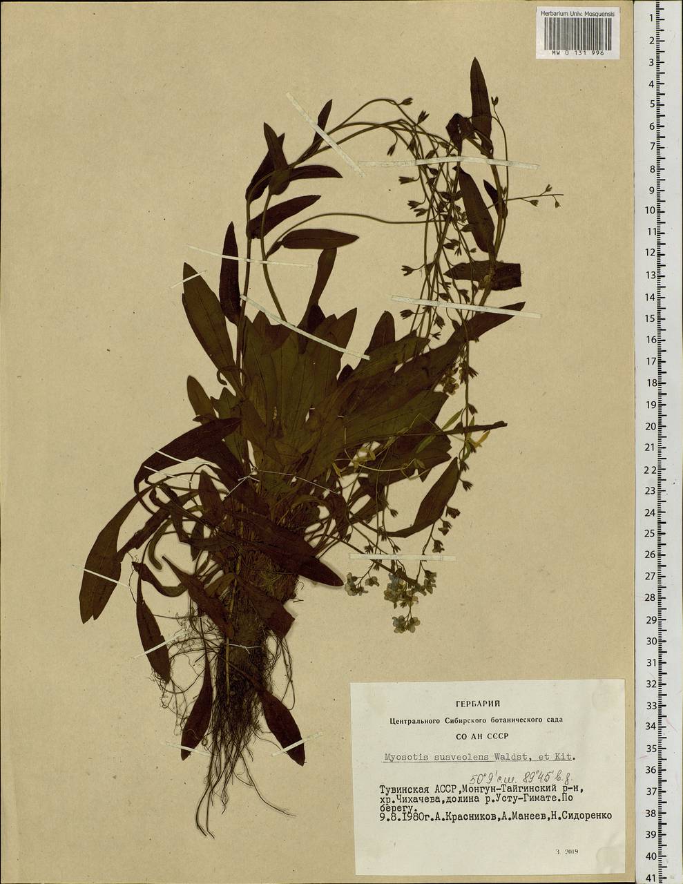 Myosotis alpestris F.W.Schmidt, Siberia, Altai & Sayany Mountains (S2) (Russia)