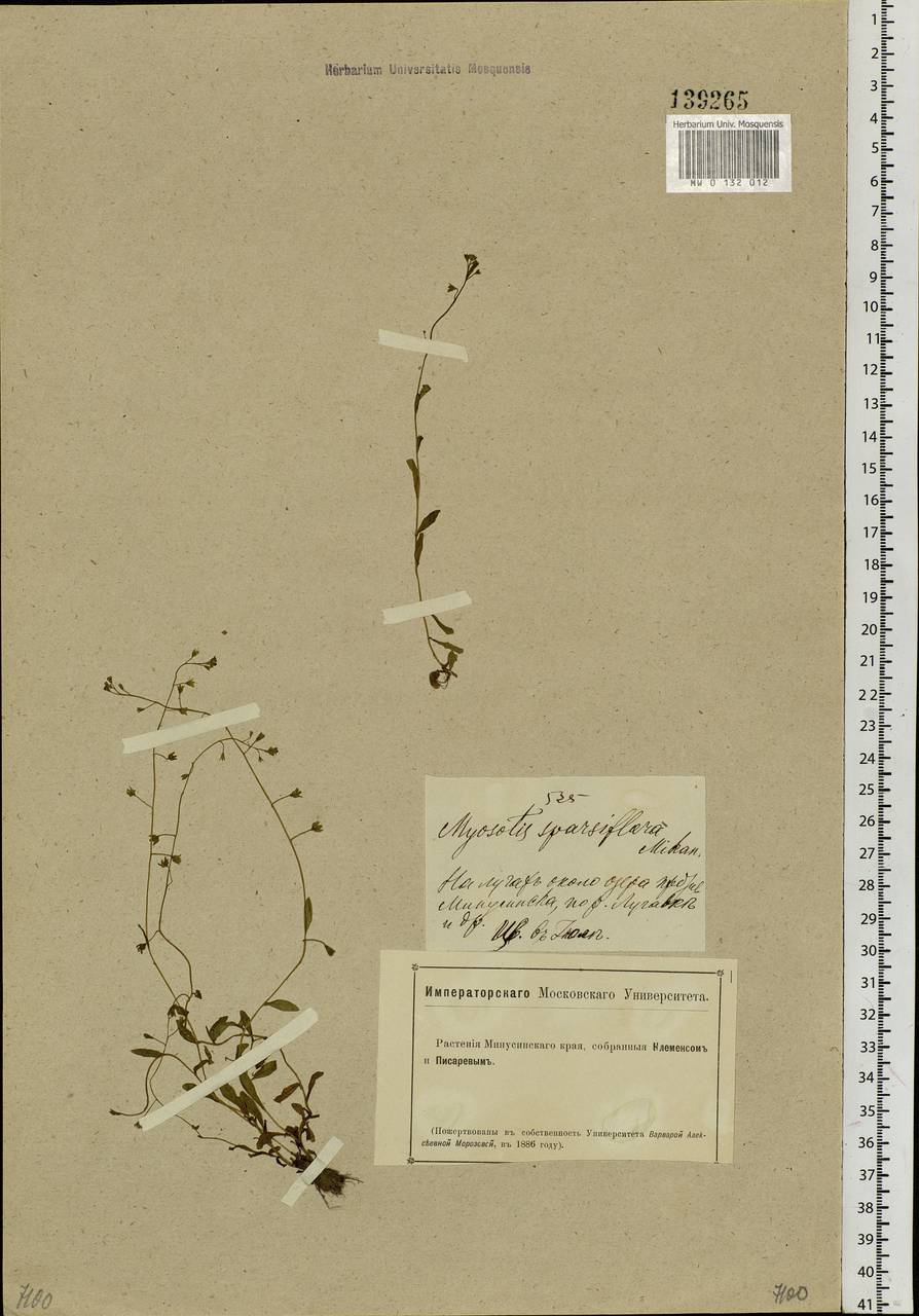 Myosotis sparsiflora J.C.Mikan ex Pohl, Siberia, Altai & Sayany Mountains (S2) (Russia)