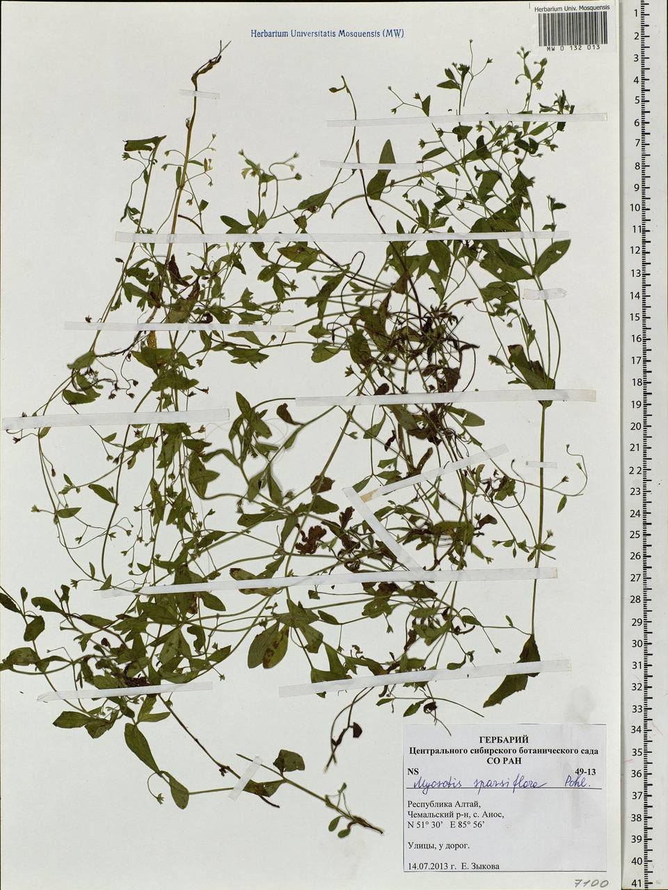 Myosotis sparsiflora J.C.Mikan ex Pohl, Siberia, Altai & Sayany Mountains (S2) (Russia)