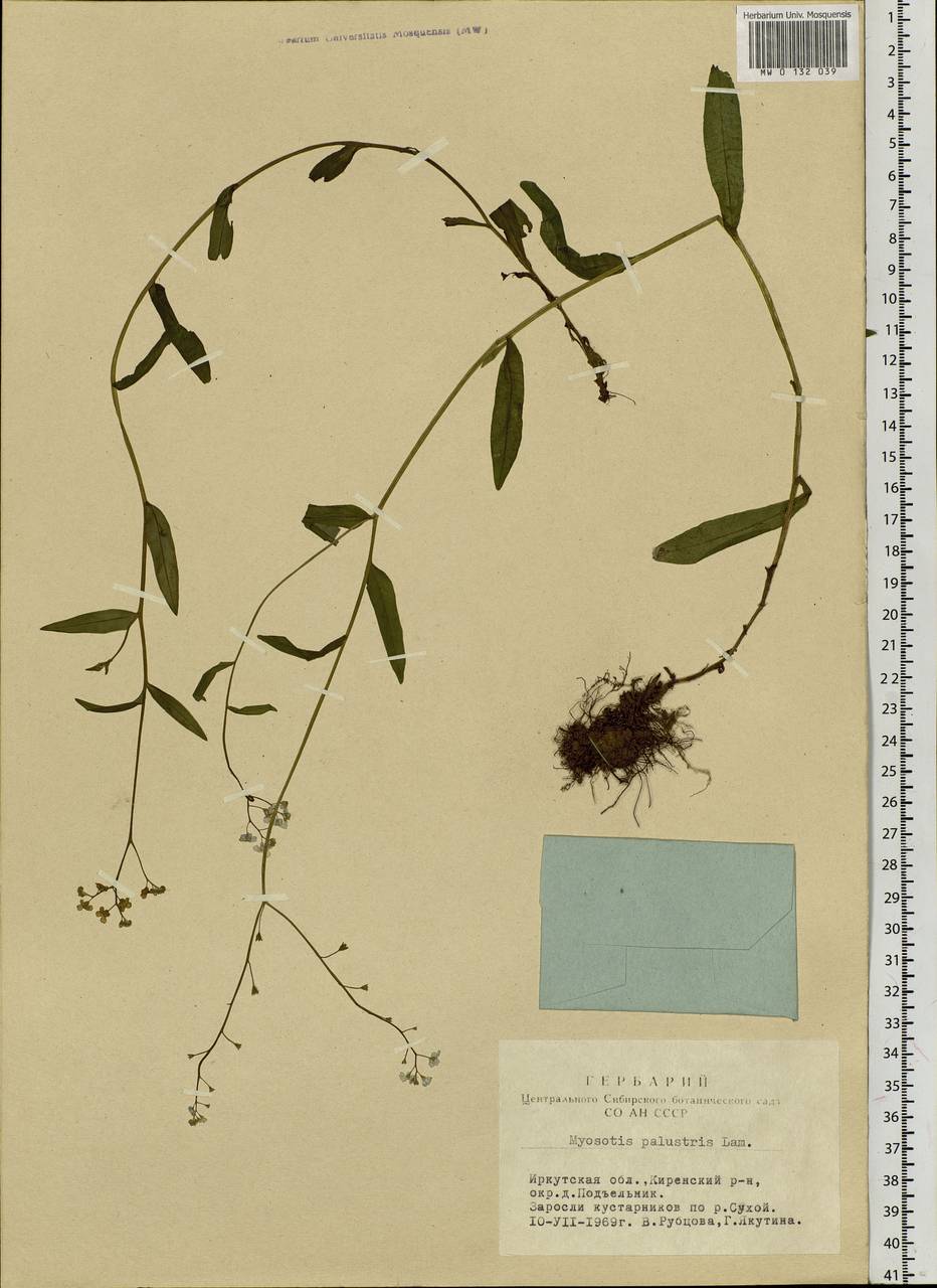 Myosotis scorpioides L., Siberia, Baikal & Transbaikal region (S4) (Russia)