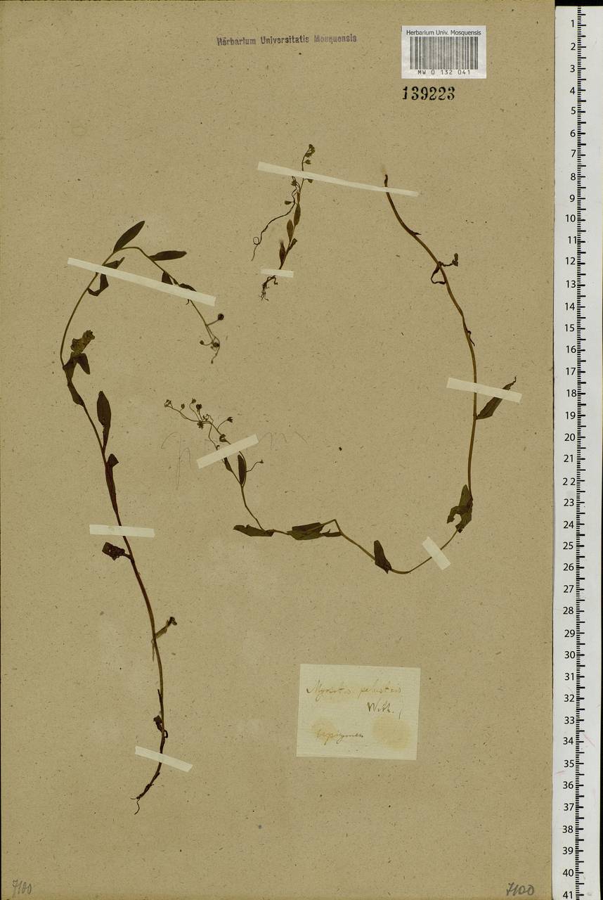 Myosotis scorpioides L., Siberia, Baikal & Transbaikal region (S4) (Russia)