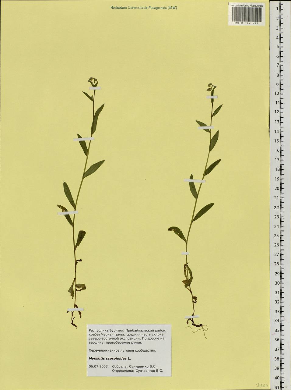 Myosotis scorpioides L., Siberia, Baikal & Transbaikal region (S4) (Russia)