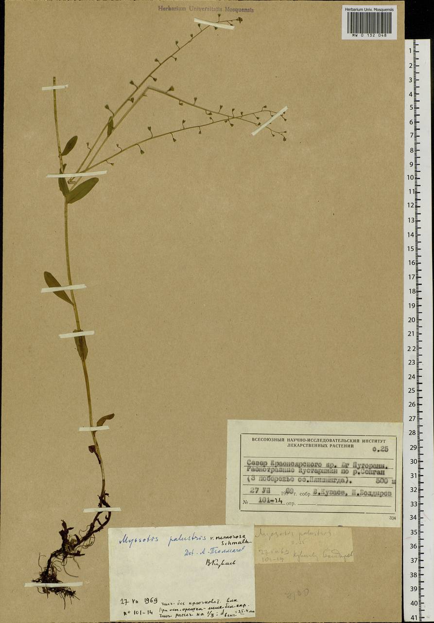 Myosotis scorpioides L., Siberia, Central Siberia (S3) (Russia)