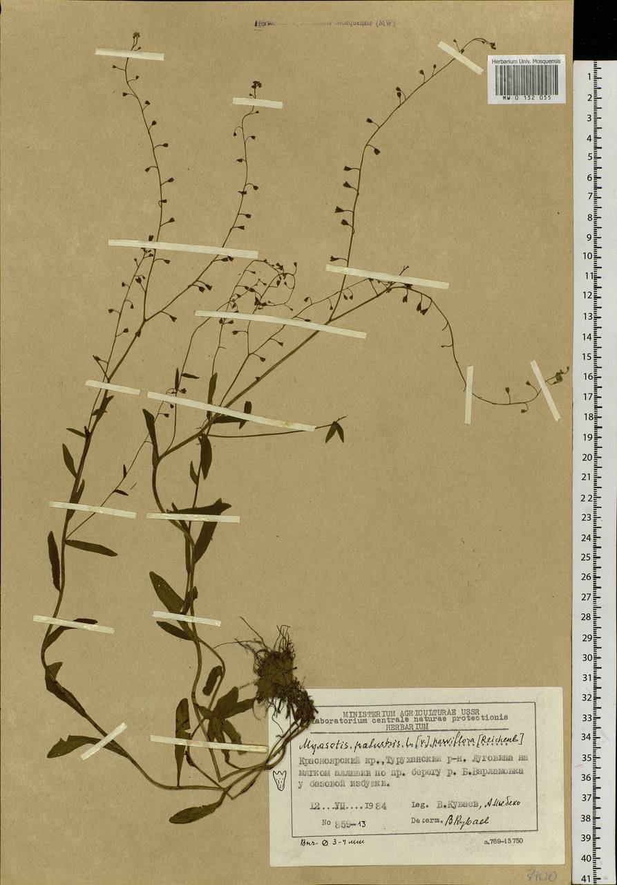 Myosotis scorpioides L., Siberia, Central Siberia (S3) (Russia)
