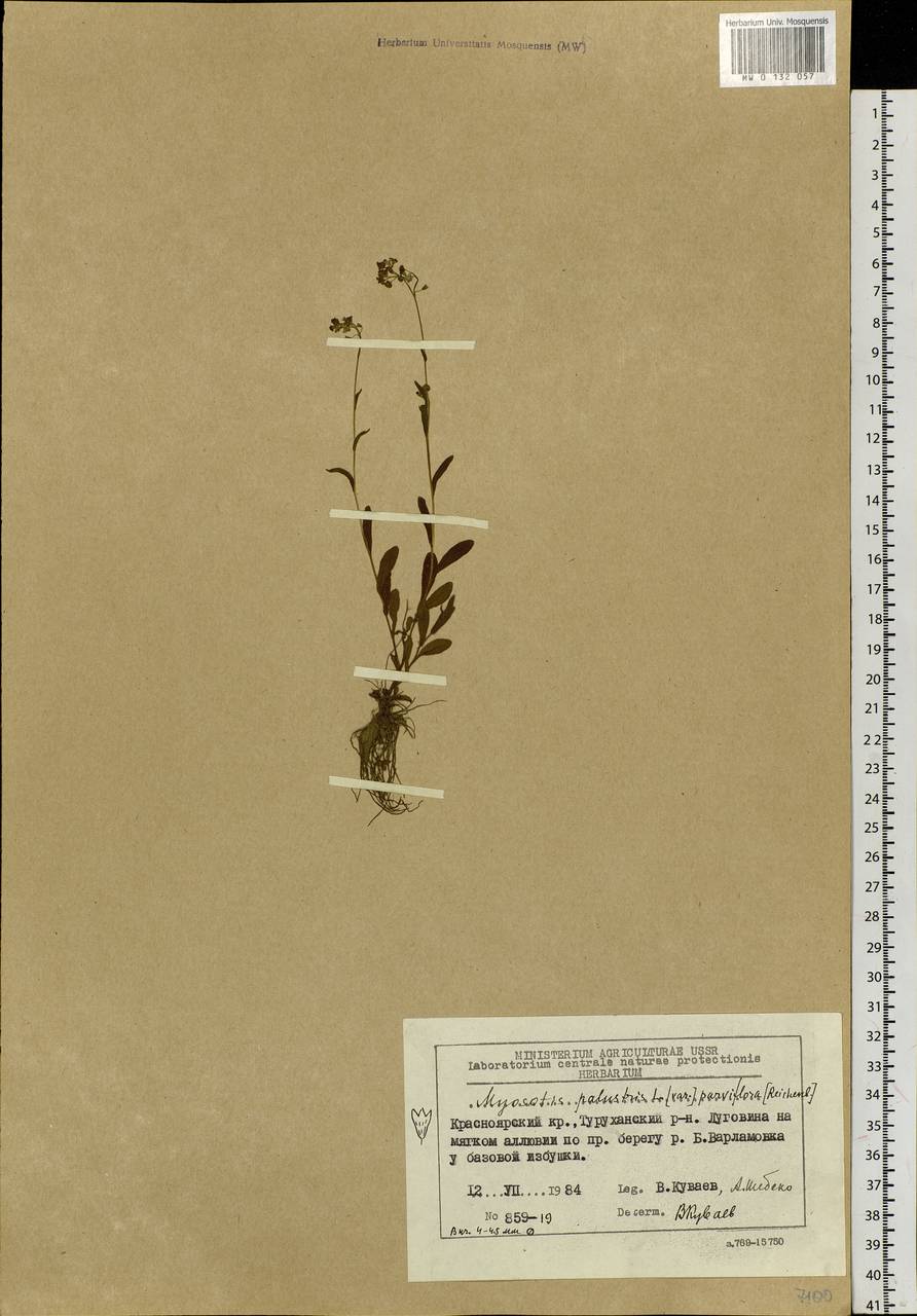 Myosotis scorpioides L., Siberia, Central Siberia (S3) (Russia)