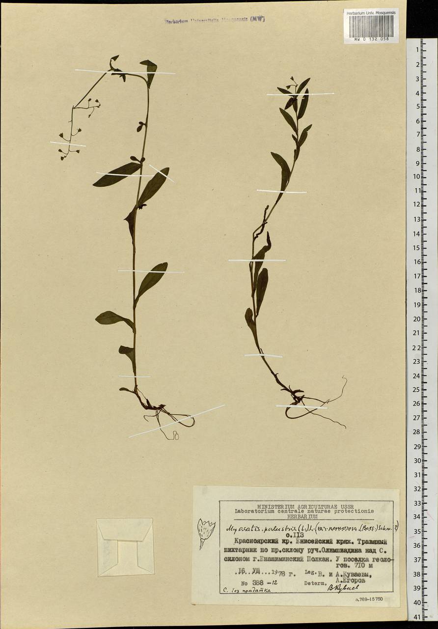 Myosotis scorpioides L., Siberia, Central Siberia (S3) (Russia)