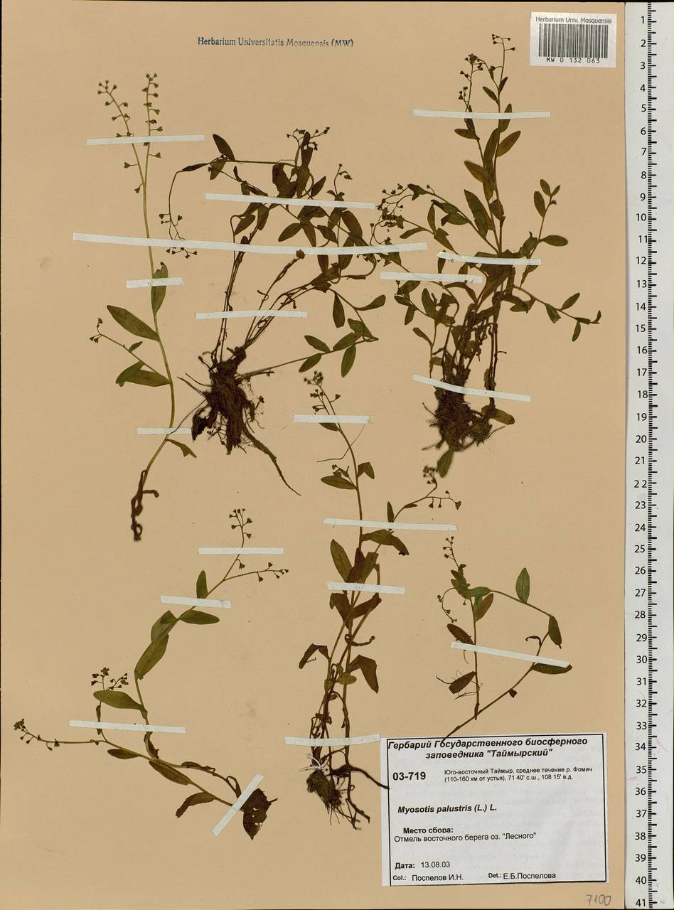 Myosotis scorpioides L., Siberia, Central Siberia (S3) (Russia)