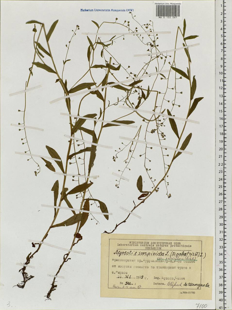 Myosotis scorpioides L., Siberia, Central Siberia (S3) (Russia)