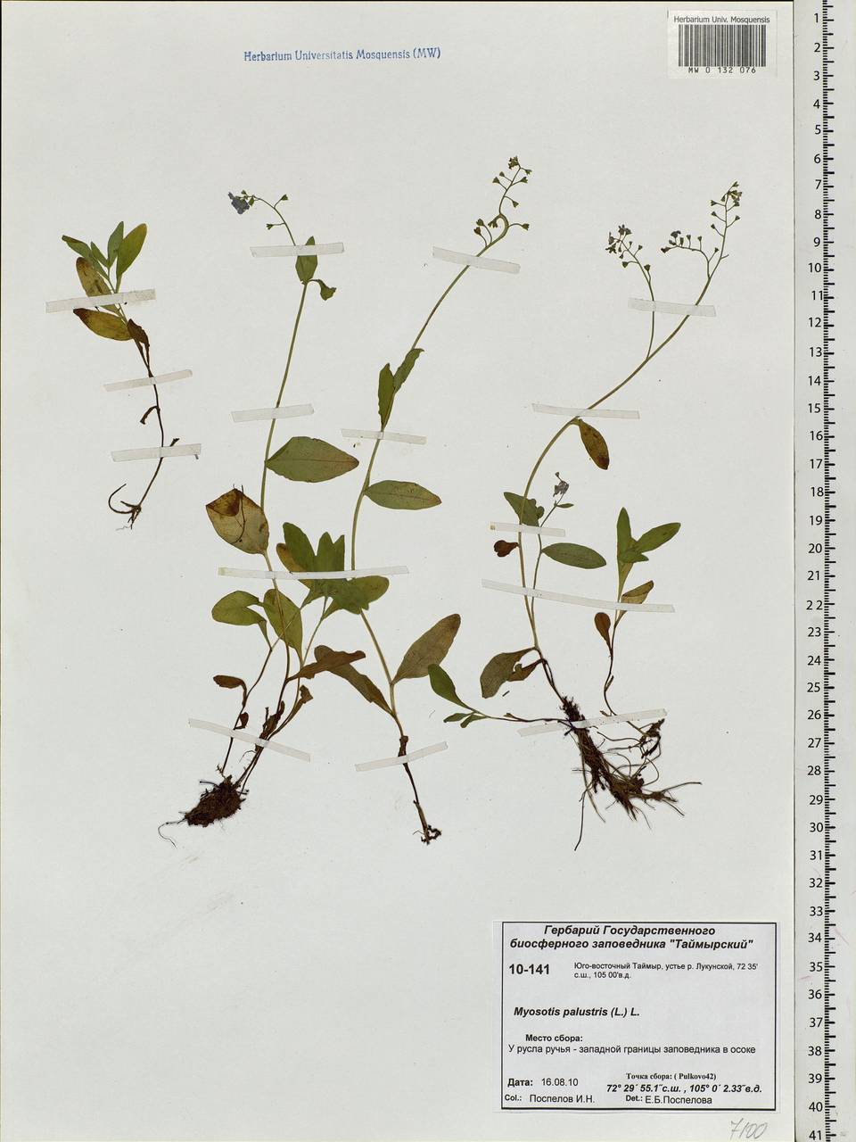 Myosotis scorpioides L., Siberia, Central Siberia (S3) (Russia)