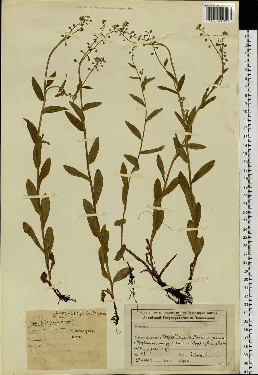 Myosotis scorpioides L., Siberia, Altai & Sayany Mountains (S2) (Russia)