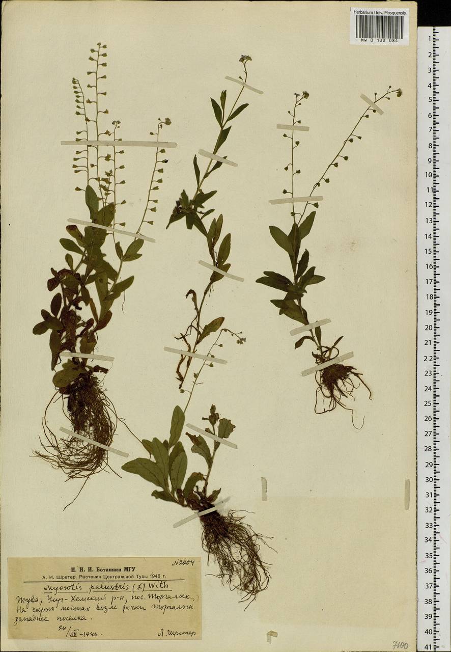 Myosotis scorpioides L., Siberia, Altai & Sayany Mountains (S2) (Russia)
