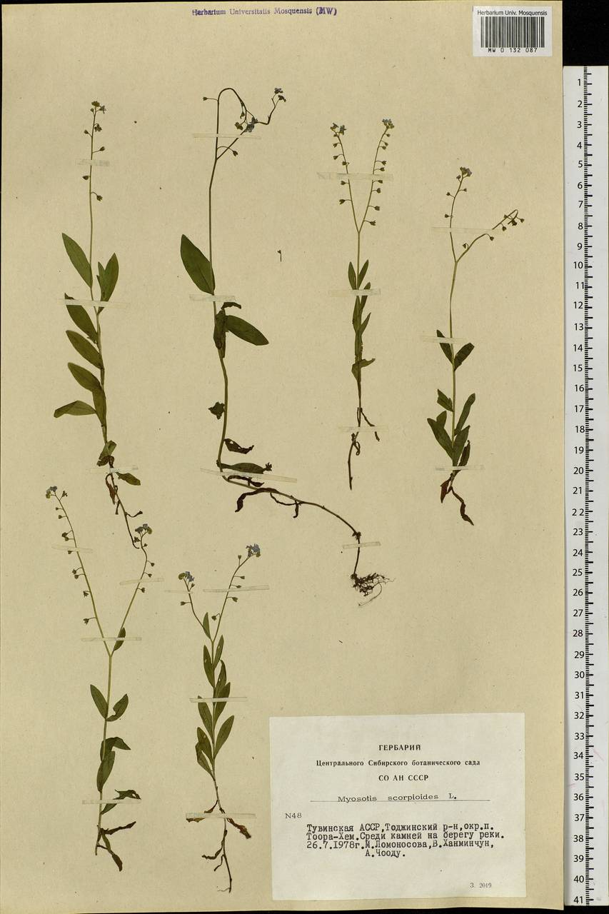 Myosotis scorpioides L., Siberia, Altai & Sayany Mountains (S2) (Russia)