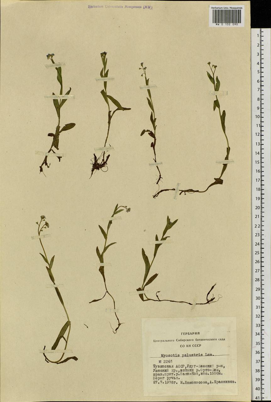Myosotis scorpioides L., Siberia, Altai & Sayany Mountains (S2) (Russia)