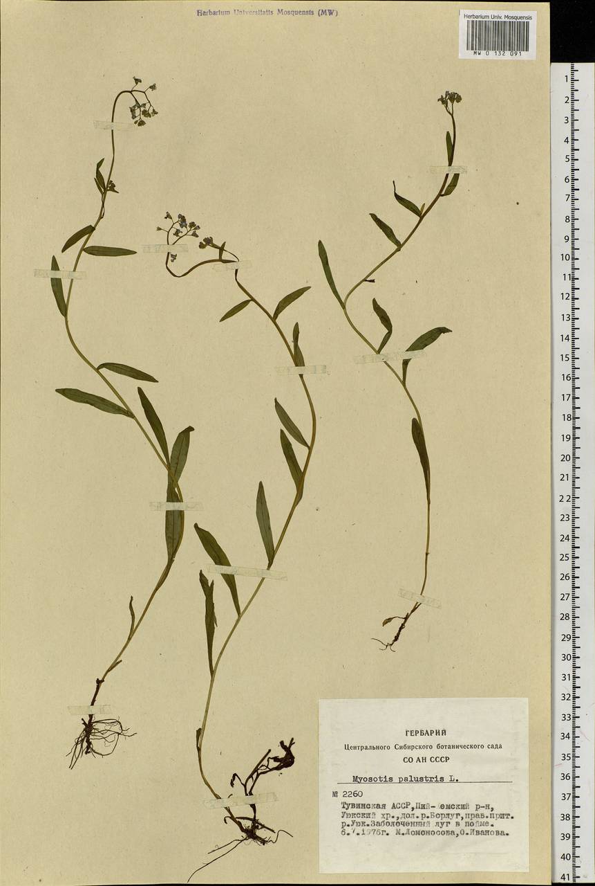 Myosotis scorpioides L., Siberia, Altai & Sayany Mountains (S2) (Russia)
