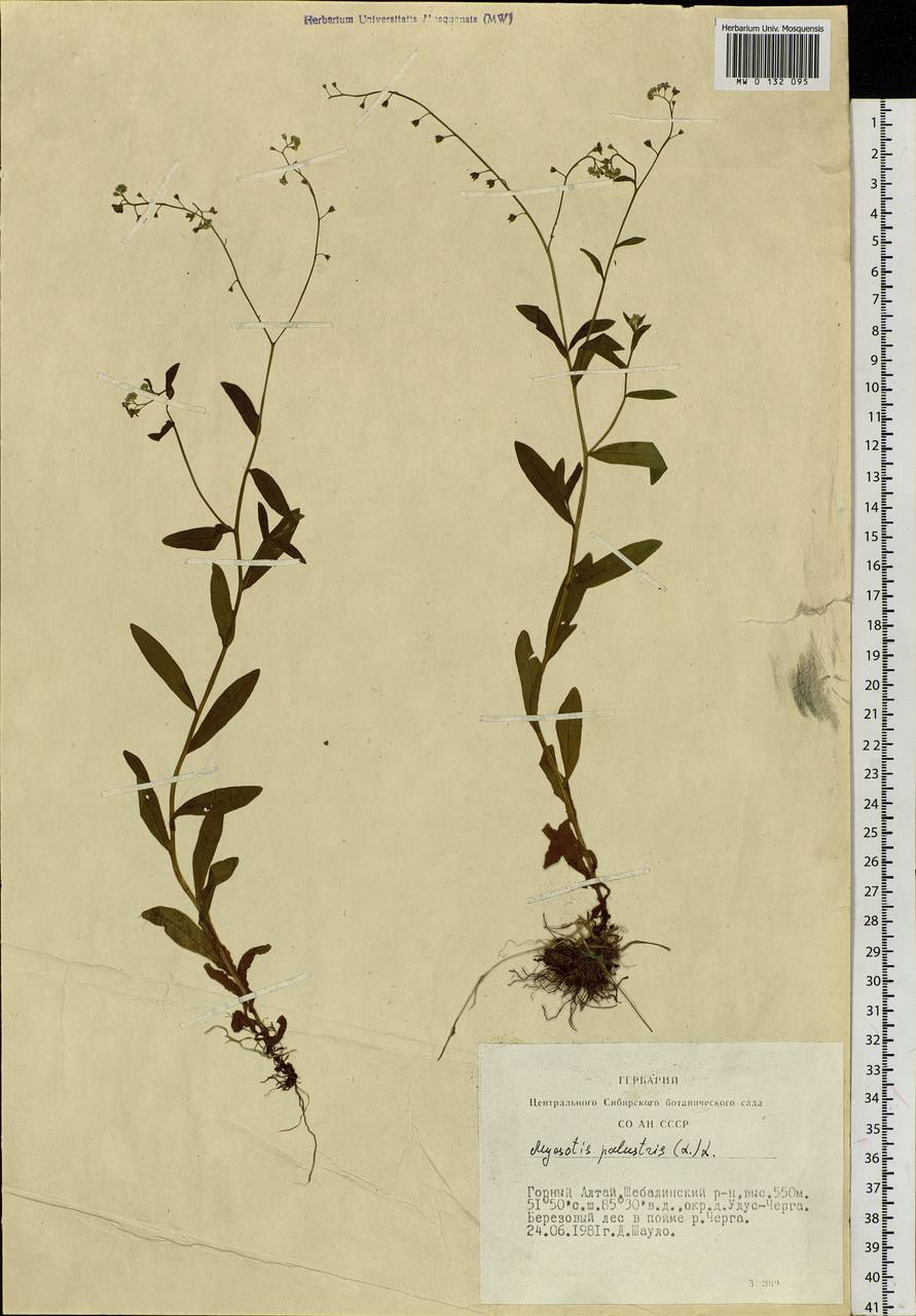 Myosotis scorpioides L., Siberia, Altai & Sayany Mountains (S2) (Russia)