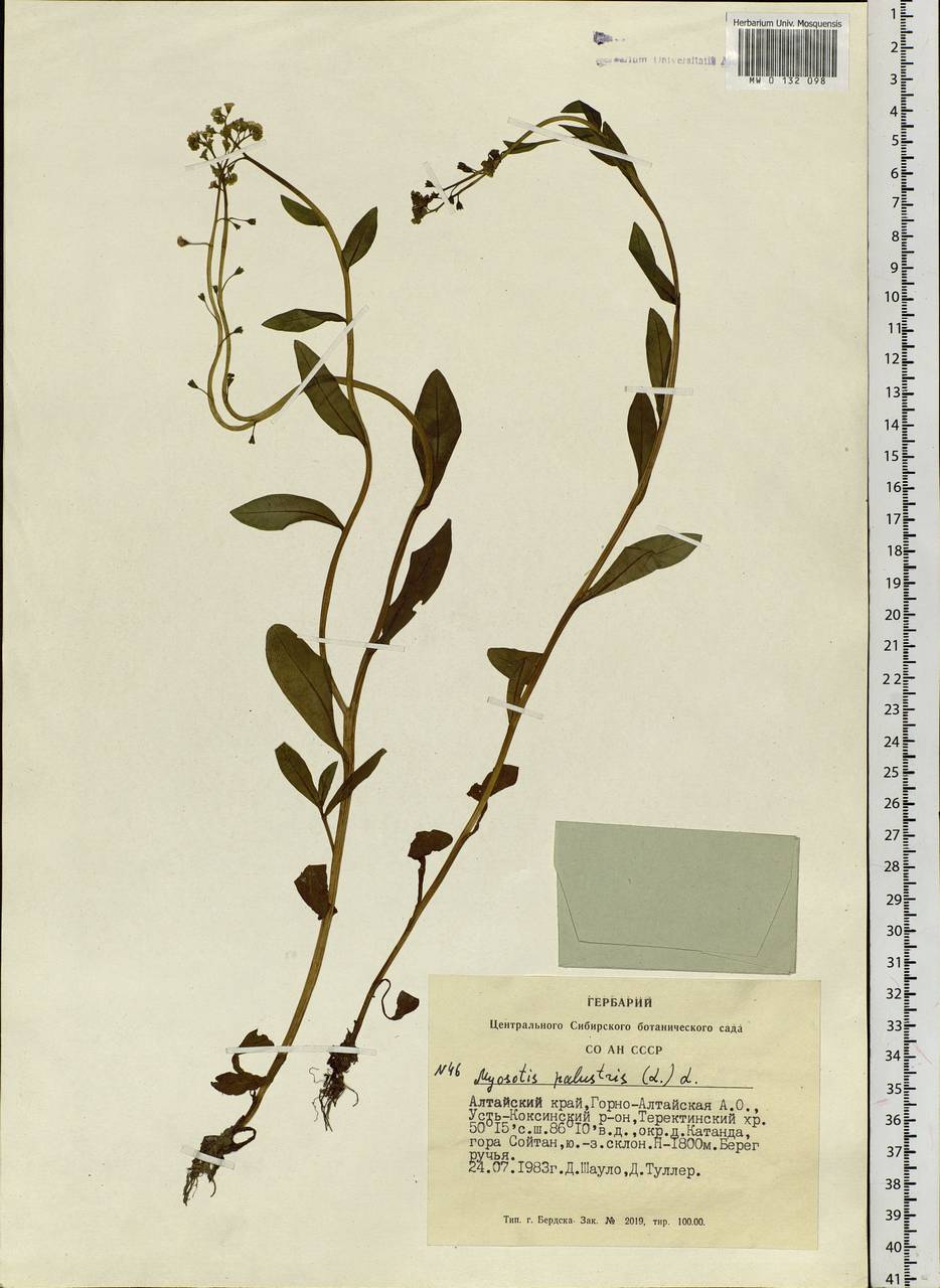 Myosotis scorpioides L., Siberia, Altai & Sayany Mountains (S2) (Russia)