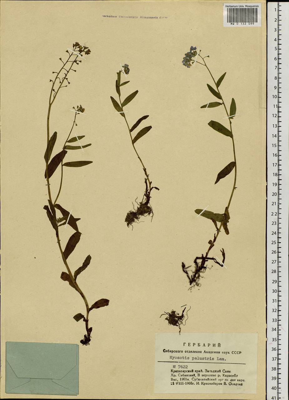 Myosotis scorpioides L., Siberia, Altai & Sayany Mountains (S2) (Russia)