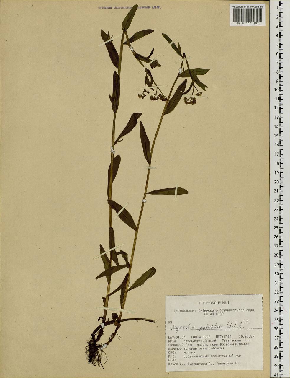 Myosotis scorpioides L., Siberia, Altai & Sayany Mountains (S2) (Russia)