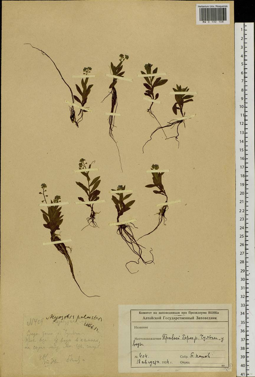 Myosotis scorpioides L., Siberia, Altai & Sayany Mountains (S2) (Russia)