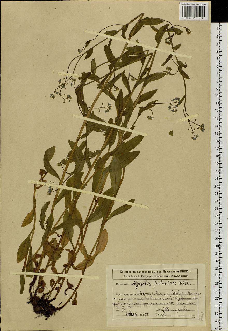Myosotis scorpioides L., Siberia, Altai & Sayany Mountains (S2) (Russia)