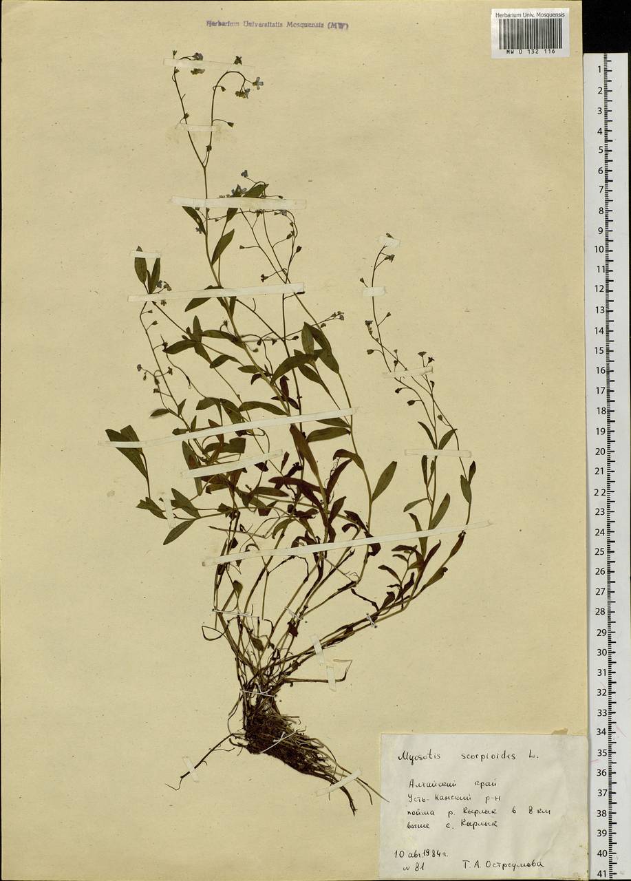 Myosotis scorpioides L., Siberia, Altai & Sayany Mountains (S2) (Russia)