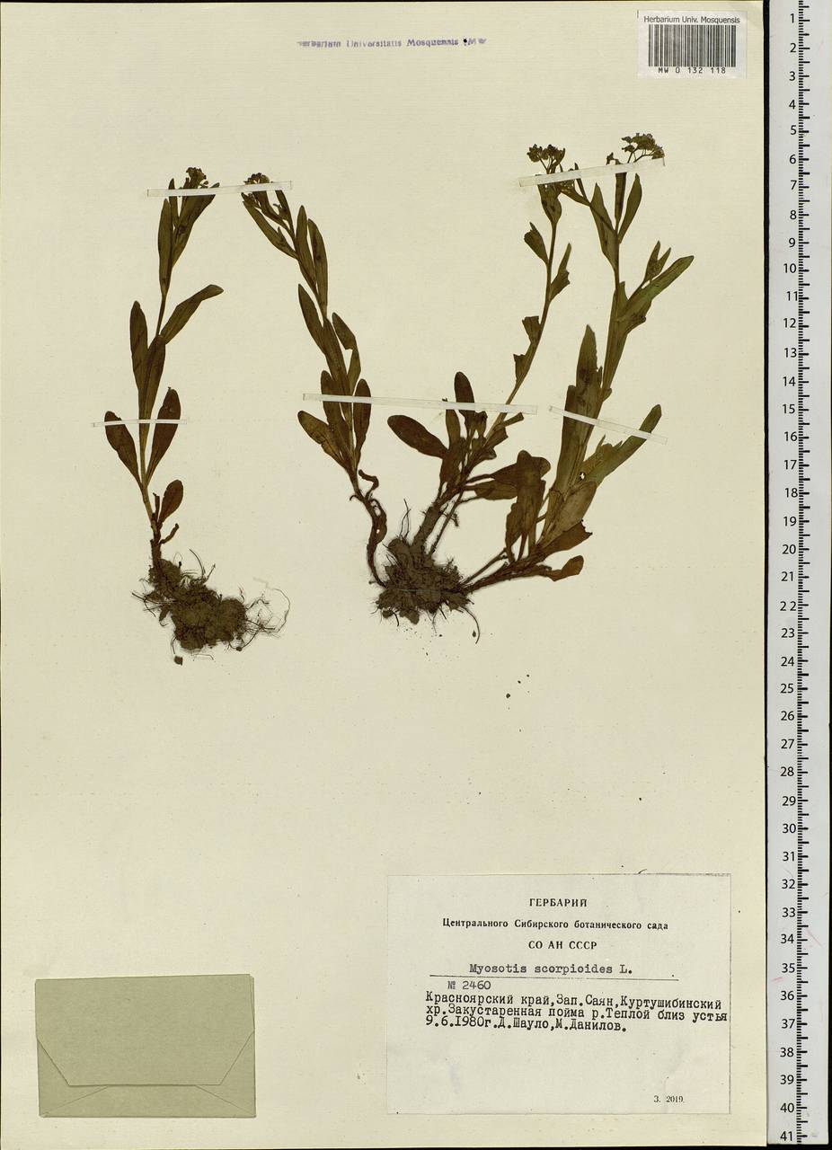 Myosotis scorpioides L., Siberia, Altai & Sayany Mountains (S2) (Russia)
