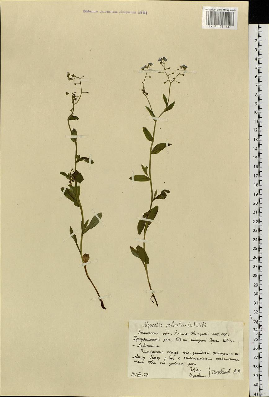 Myosotis scorpioides L., Siberia, Western Siberia (S1) (Russia)