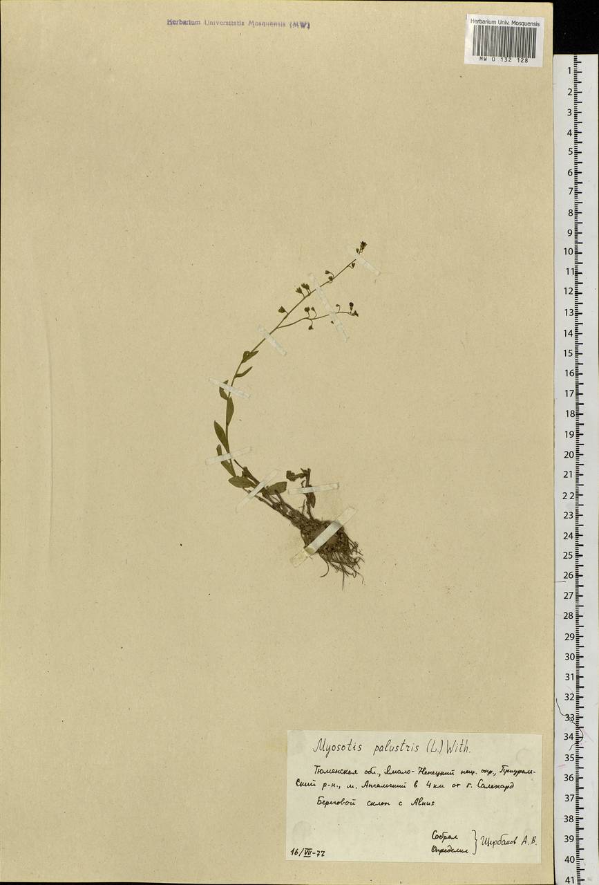 Myosotis scorpioides L., Siberia, Western Siberia (S1) (Russia)