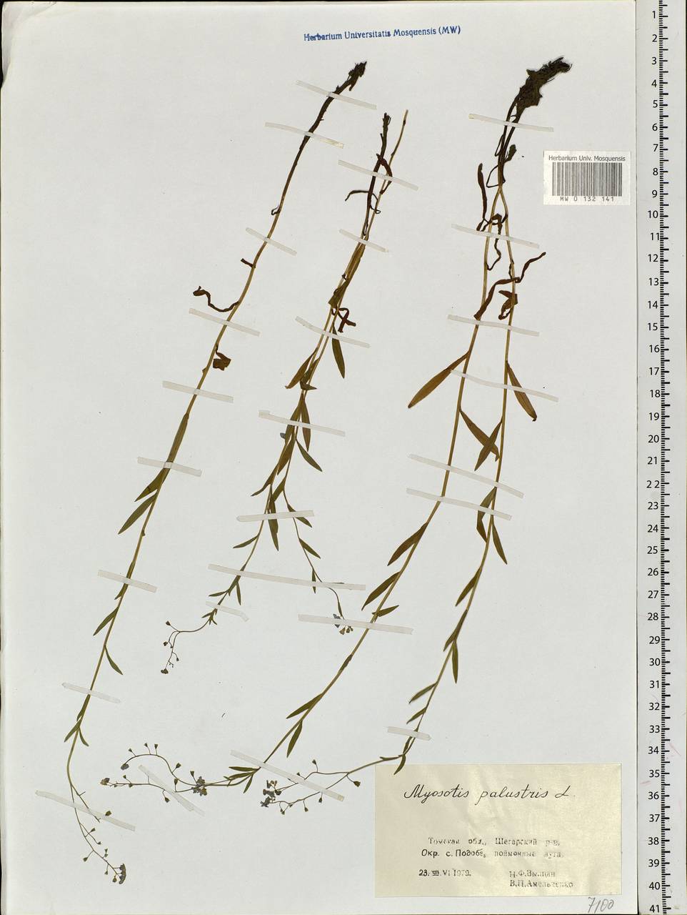 Myosotis scorpioides L., Siberia, Western Siberia (S1) (Russia)