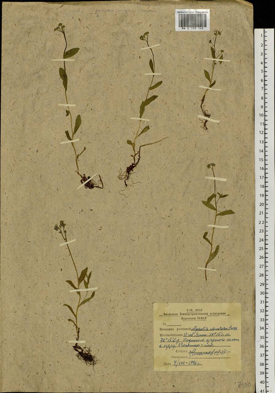 Myosotis scorpioides L., Siberia, Western Siberia (S1) (Russia)