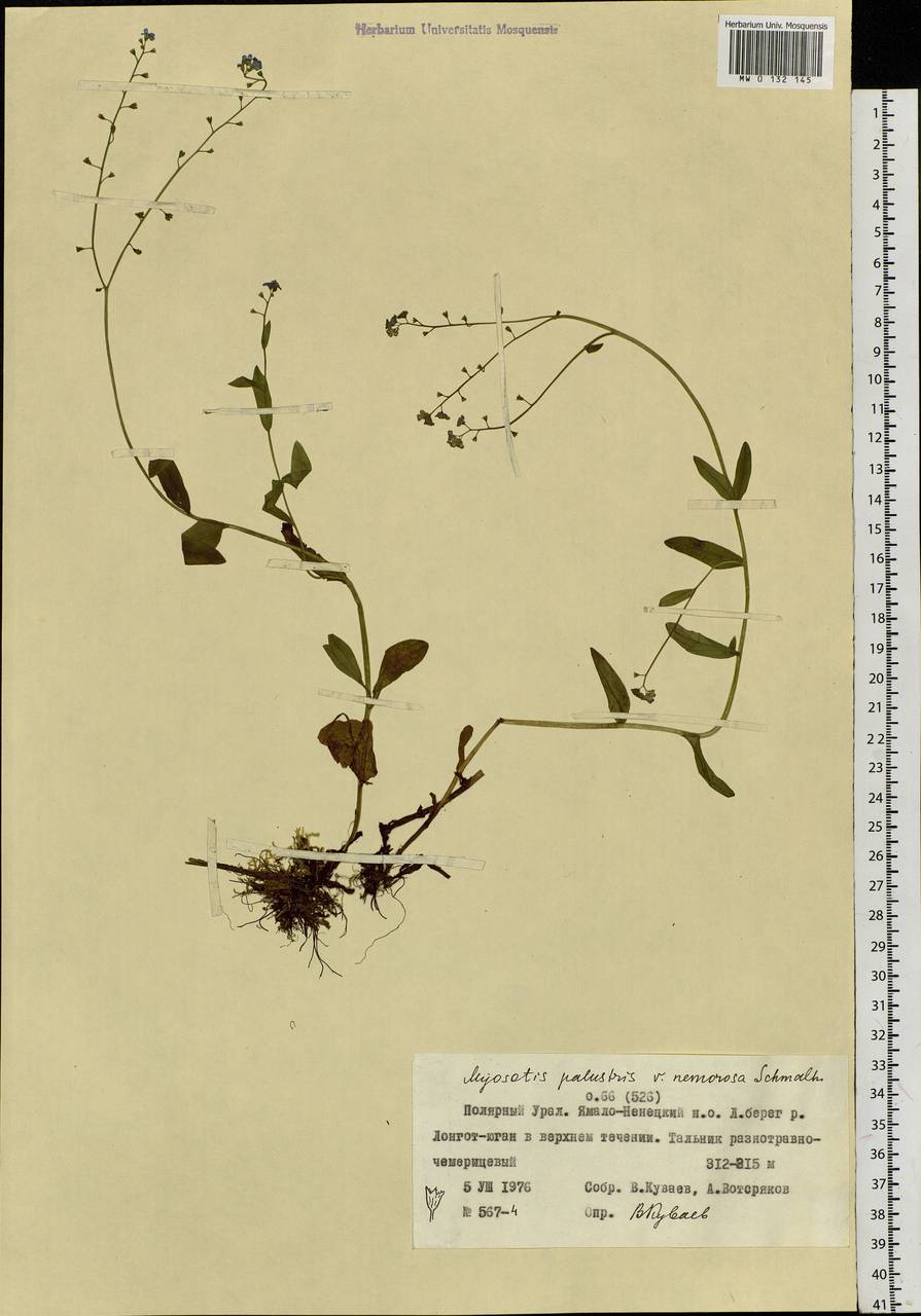 Myosotis scorpioides L., Siberia, Western Siberia (S1) (Russia)