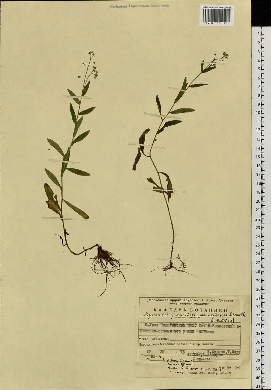 Myosotis scorpioides L., Eastern Europe, Eastern region (E10) (Russia)