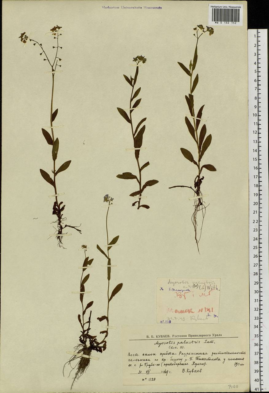 Myosotis scorpioides L., Siberia, Western Siberia (S1) (Russia)