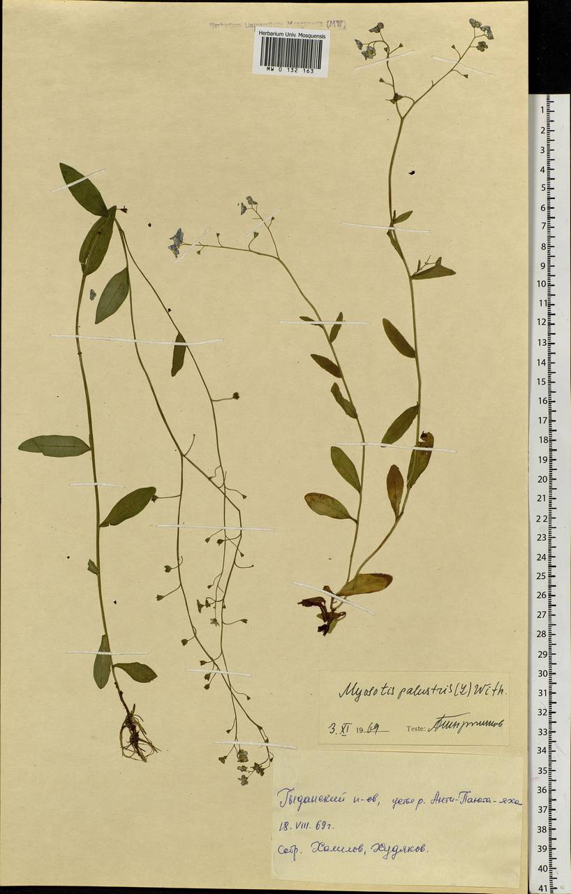 Myosotis scorpioides L., Siberia, Western Siberia (S1) (Russia)