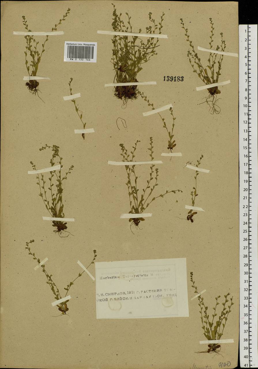 Myosotis stricta Link ex Roem. & Schult., Siberia, Altai & Sayany Mountains (S2) (Russia)